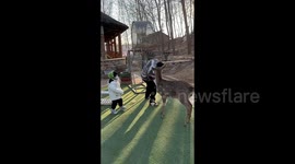 Chinese father's attempt to prove deer's gentleness ends in tooth mishap
