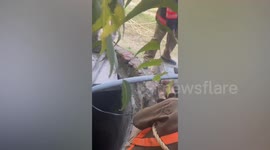 Fire service officials rescue puppy from deep well in New Delhi, India