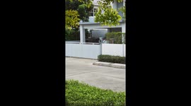 German Shepherd dog leaps up to see over garden gate