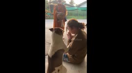 Pet dog joins owner being blessed by Buddhist monk