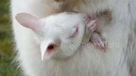 Meet the adorable albino joey born to white kangaroo 'Snowflake' in Germany