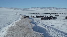 Mongolia battles record snowfall since 1975 as livestock deaths surge