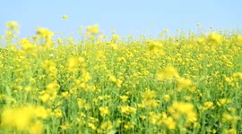 Rapeseed Flowers in Full Bloom in Nanning, China