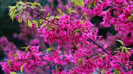 Cherry Blossoms Sway in The Chilly Wind and Rain in Yichang, China