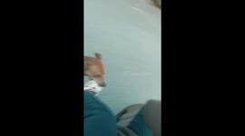 Dog steals shoe from woman riding motorcycle
