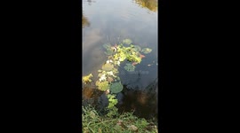 Snake struggles to eat a stubborn fish at lotus pond