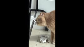 Curious cat comically reacts when it sniffs smelly socks