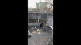 Feed me, too! Baby black bear jumps up to see visitors at Chinese zoo