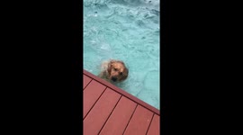 Pet dog afraid of water finally jumps into pool with encouragement from boy