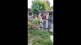 Wholesome moment kids lean over wall to play with pet dog