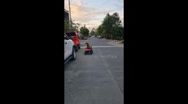Pet dog practices his driving skills in electric toy car