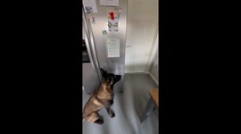 Dog Can Open Doors