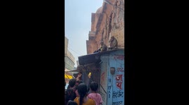 Crowd Confronts Monkey Thieves