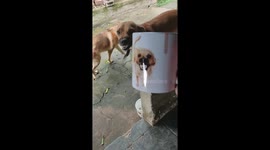 Adorable dog Bradinha mimics owner's hilarious cup face in wagging tail delight!