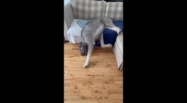 Gentle giant's comical moment: Irish Wolfhound slips off couch