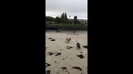 A canine pursuit: Dog's playful chase with duck ends with a splash