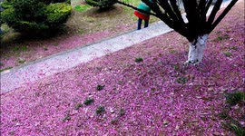 Red Plum Blossoms Fall in A Park in Yichang, China
