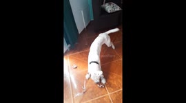 Dog Bites All the Balloons