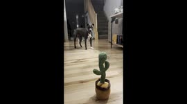 Nervous pit bull puts on brave face to confront talking cactus toy