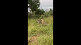 Playful Exchange Between Two Leopards