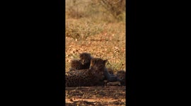 Cheetah Mom Tenderly Grooms Her Tiny Cubs