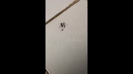 An Ant Wearing Ant Boots