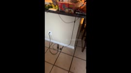 Cat Is One Of The Noodles