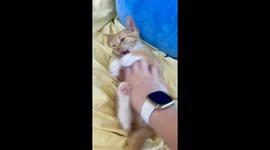 Silly Kitten Playtime