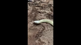 White Cobra Venomous snake – This snake looks white due to gin deficiency, south india tamilnadu