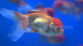 Goldfish swim in the Nanning Zoo Aquarium in China
