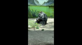 Female Silverback Gorilla eating lunch Ants on Cone!