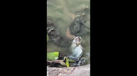 Fish supper! Snake swallows huge perch in Thailand