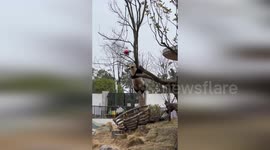 Giant panda climbs tree to retrieve zoo visitor's balloon stuck in branches