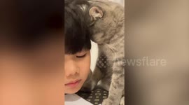 Pet cat naps on boy as he does homework