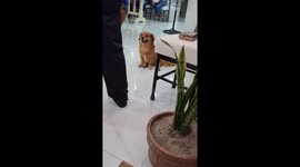 Pet dog listens to priest giving blessings at birthday party
