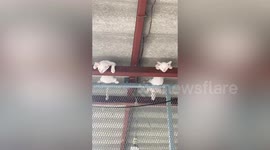 Two kittens sleep in weird position on ceiling