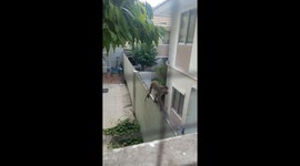Resident shocked as monkey mafia climb through garden