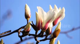 Magnolia Trees Bloom in Yichang, China