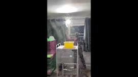 Thousands of moths converge on family's home
