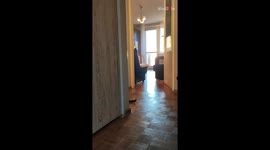 Playful cat loves to play by itself against the house wall *Cute Cat Antics*