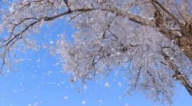 Tree Rime Falling Snow in Jiuquan, China