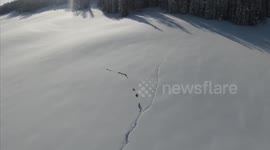 Wolf Pack 'Tunneling' Through Snow