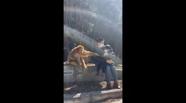 Golden monkey joins father and daughter in heartwarming moment at Northern China tourist zone