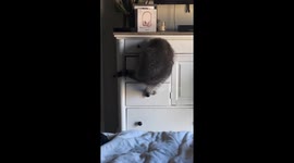 Raccoon retreat: Itty seeks solitude in drawer nap