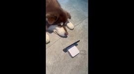 Dog enjoys video time in Taipei: cute moment caught on camera