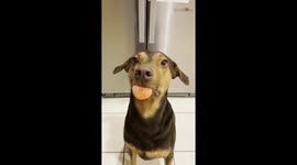 Adorable Dog steals show with its cute tricks to make the owner happy *Wholesome*
