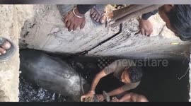 Bull rescued after it fell into drain in central India