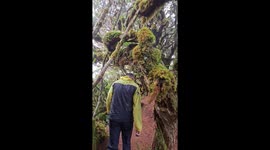 Walk through this oddly terrifying Lord of the Rings-style forest