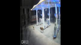 Fearless cow drives away circling lion during incredible petrol station encounter in India