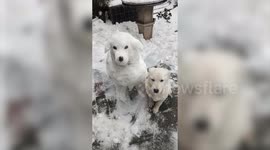 Man built a 'snowdog' that is the spitting image of - his pet dog